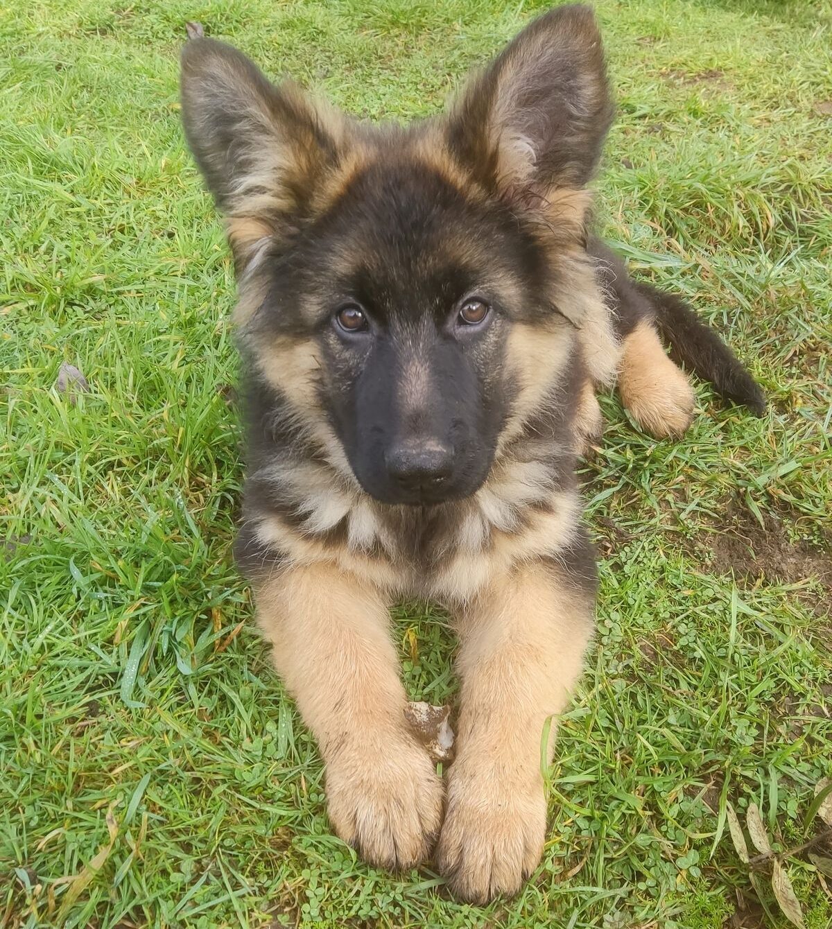 German Shepherd