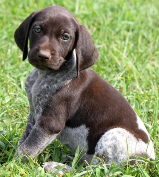 German Shorthaired Pointer