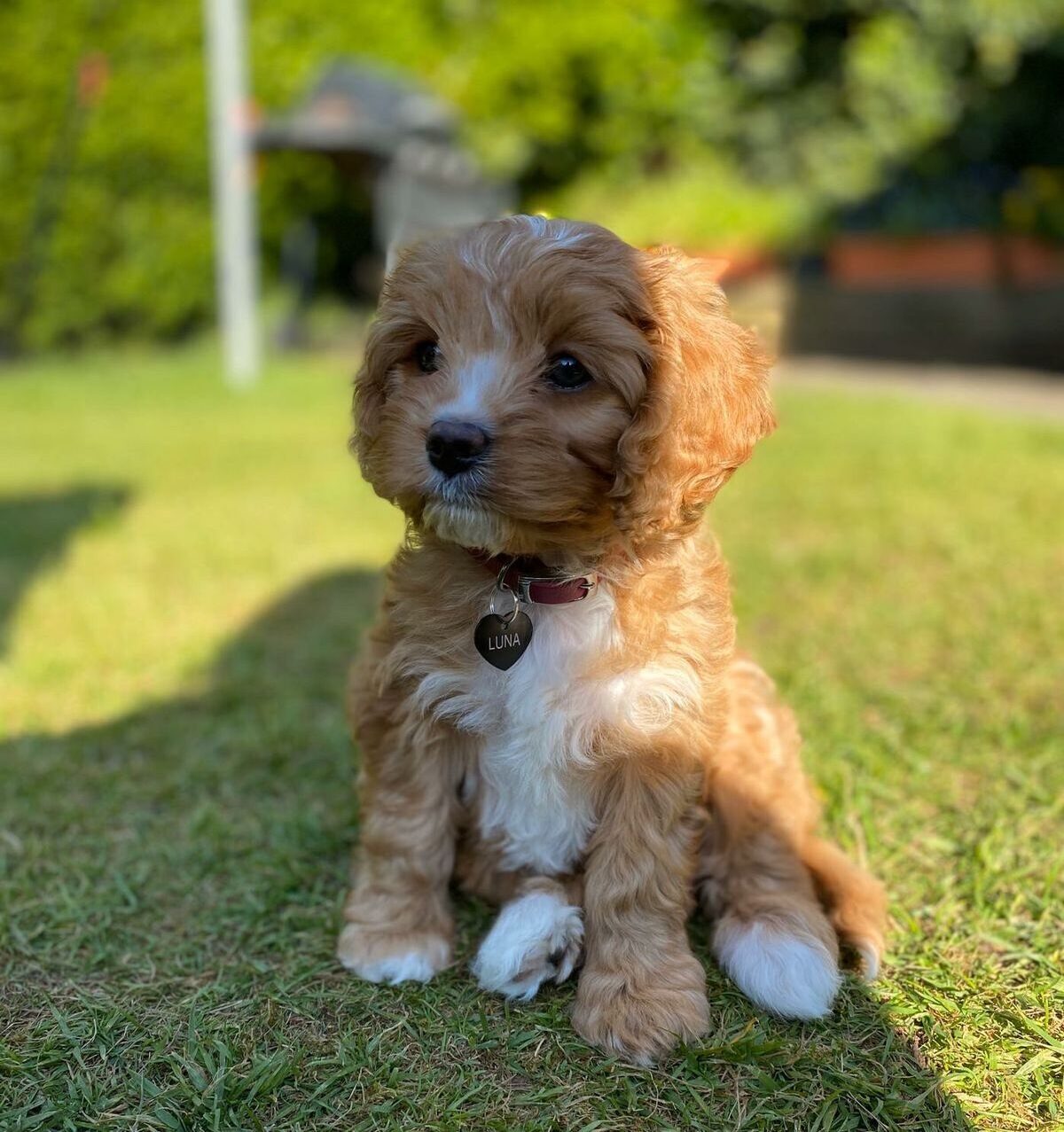 Cavapoo