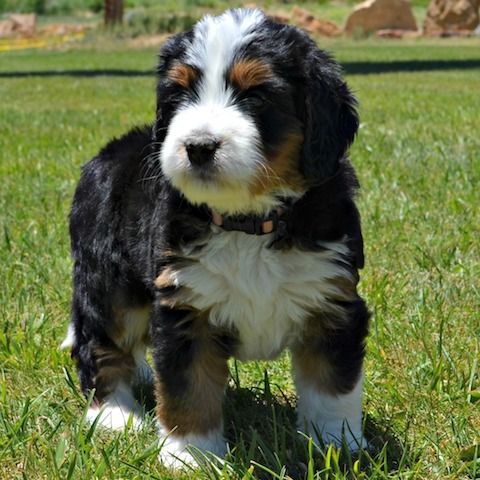 Bernedoodle