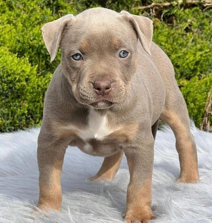 American Pit Bull Terrier