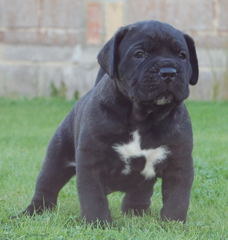 Cane Corso