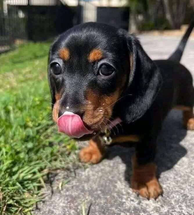 Dachshund