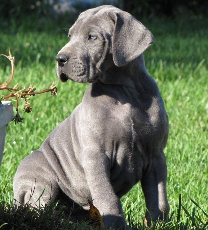 Great Dane