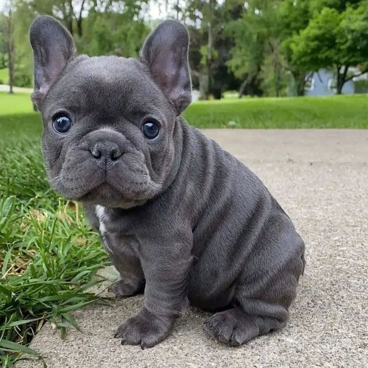 French Bulldog