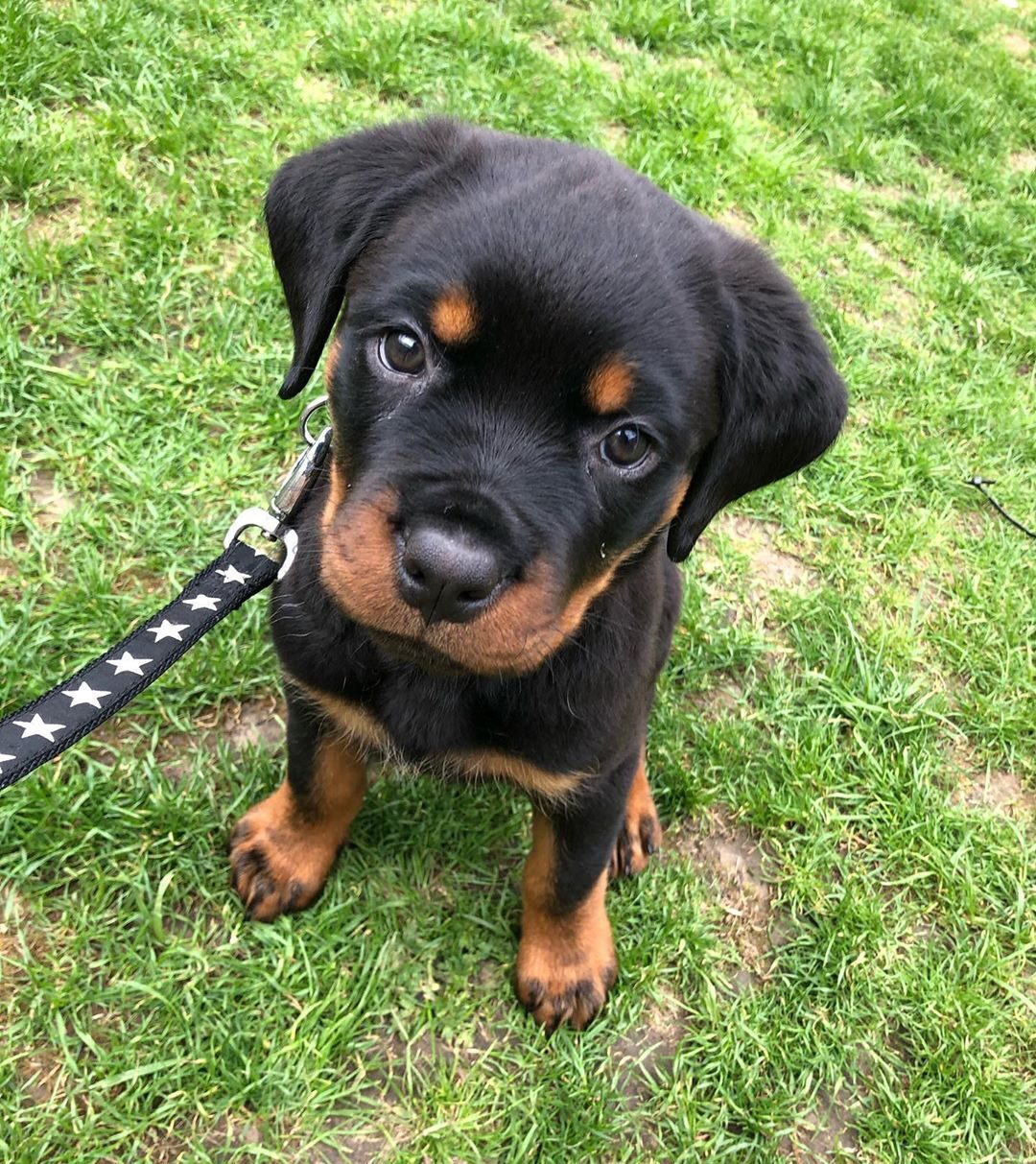 Rottweiler