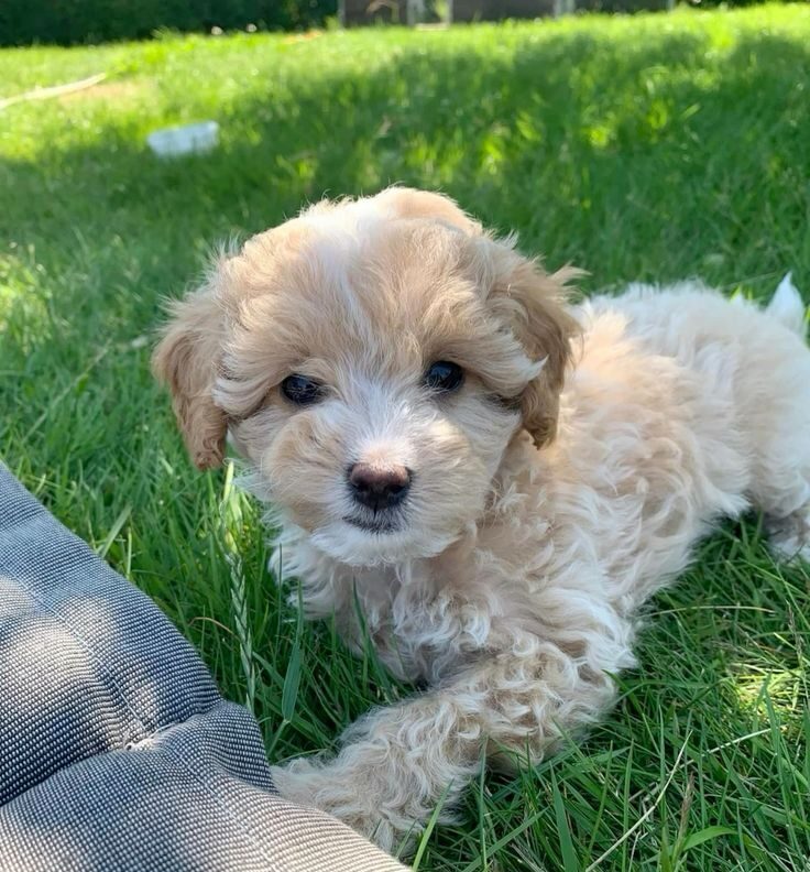 Maltipoo