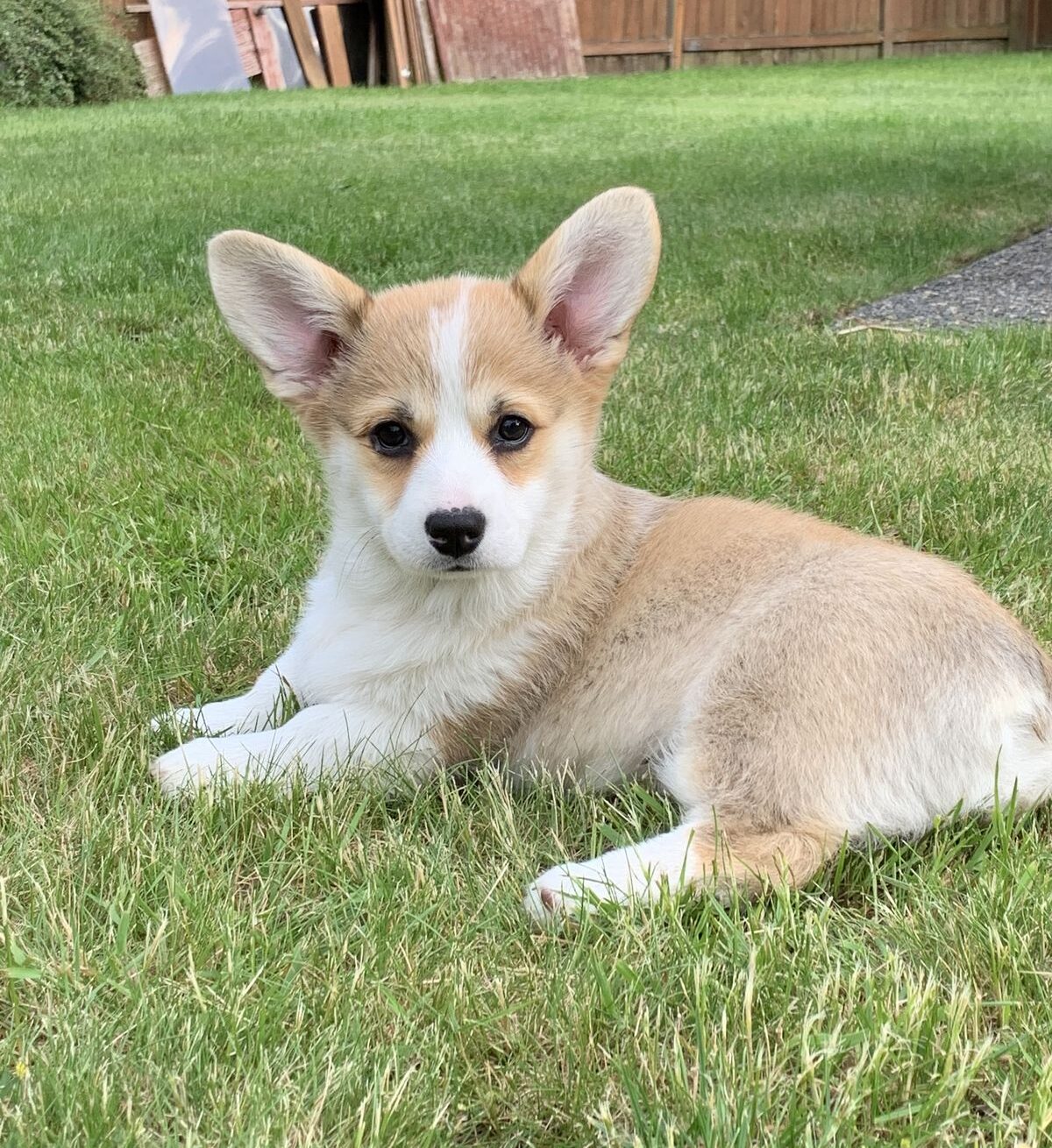 Pembroke Welsh Corgi