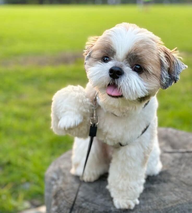 Shih Tzu