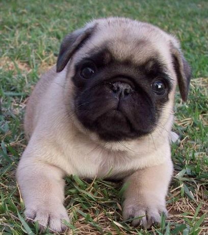 Pug