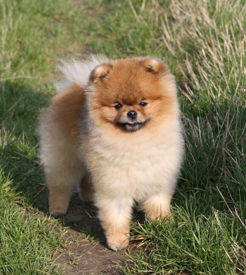 Pomeranian