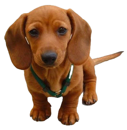 Dachshund