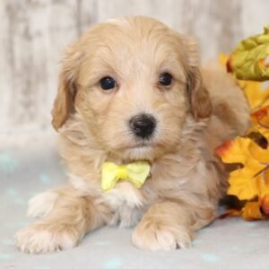 logan maltipoo puppy