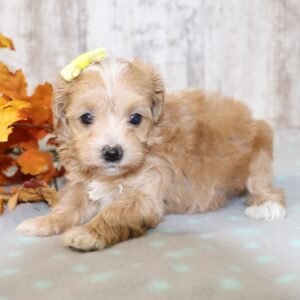 Natasha maltipoo puppy