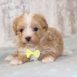 Ned maltipoo puppy