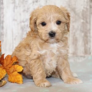 Oaklyn maltipoo puppy for sale