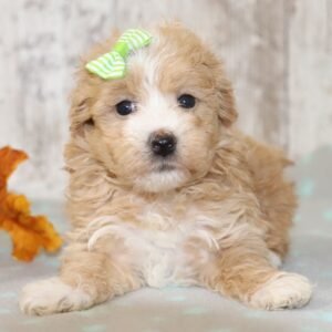 Peggy maltipoo puppy