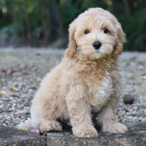 Riley maltipoo puppy